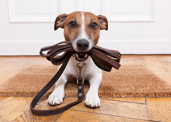 Cinderella By Schladming-appartements Daire